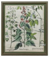BESLER 'HORTUS EYSTETTENSIS' B