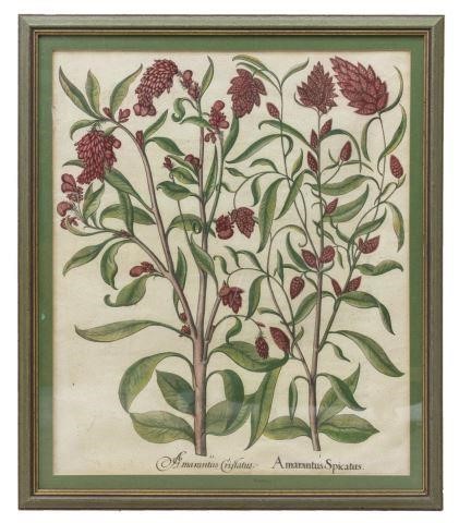 BESLER 'HORTUS EYSTETTENSIS'
