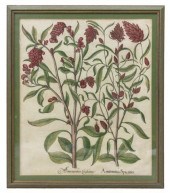 BESLER 'HORTUS EYSTETTENSIS' B