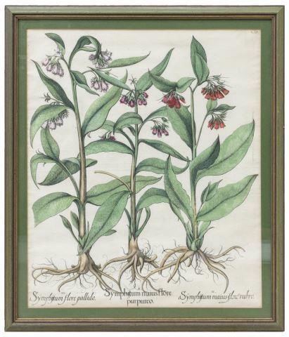 BESLER 'HORTUS EYSTETTENSIS'