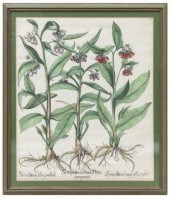 BESLER 'HORTUS EYSTETTENSIS' B