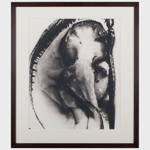 BIANCA SFORNI (B. 1963): OYSTER