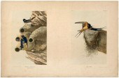 Bien edition Audubon print, Re