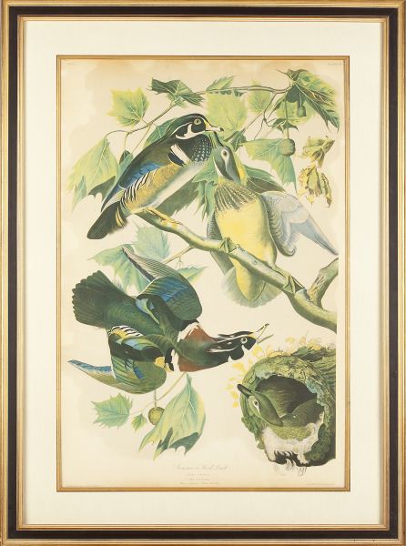 Bien Edition of Audubon's