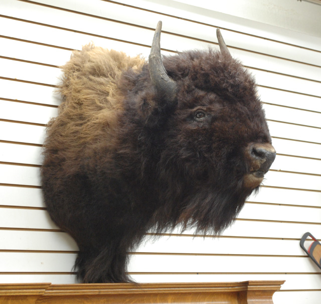 BIG GAME TROPHY HEAD MOUNT an
