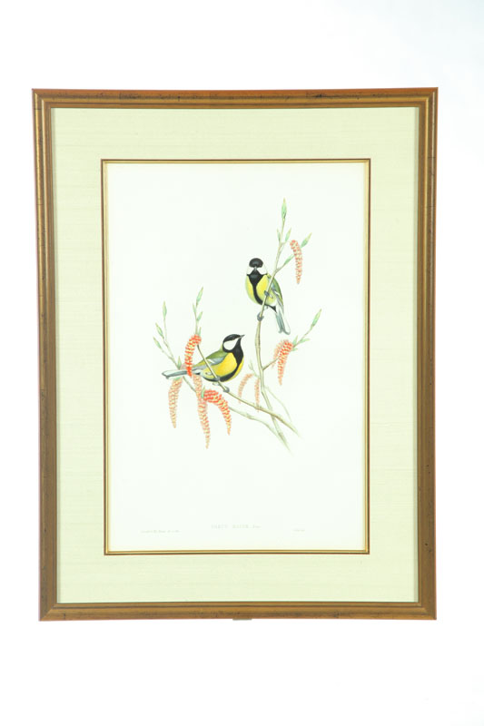 BIRD PRINT BY J. GOULD AND H.C.