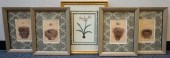 BIRD'S NESTS, FOUR REPRODUCTIO