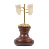 BISECTED MOLAR<br>Bisected Mol