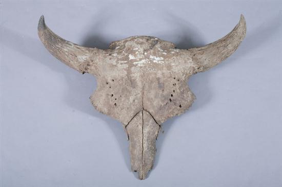 BISON SKULL. Wisconsin excavation