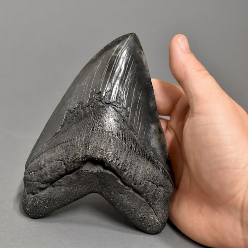BLACK AND GRAY MOTTLED MEGALODON