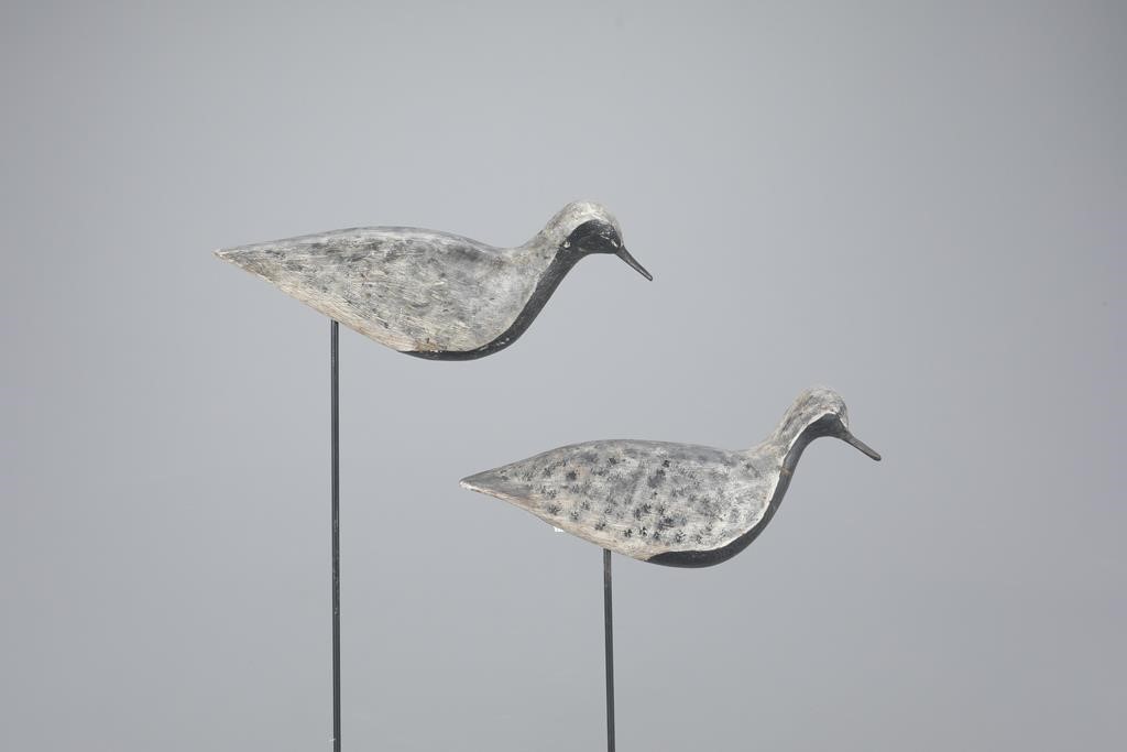 BLACK-BELLIED PLOVER FLATTIE