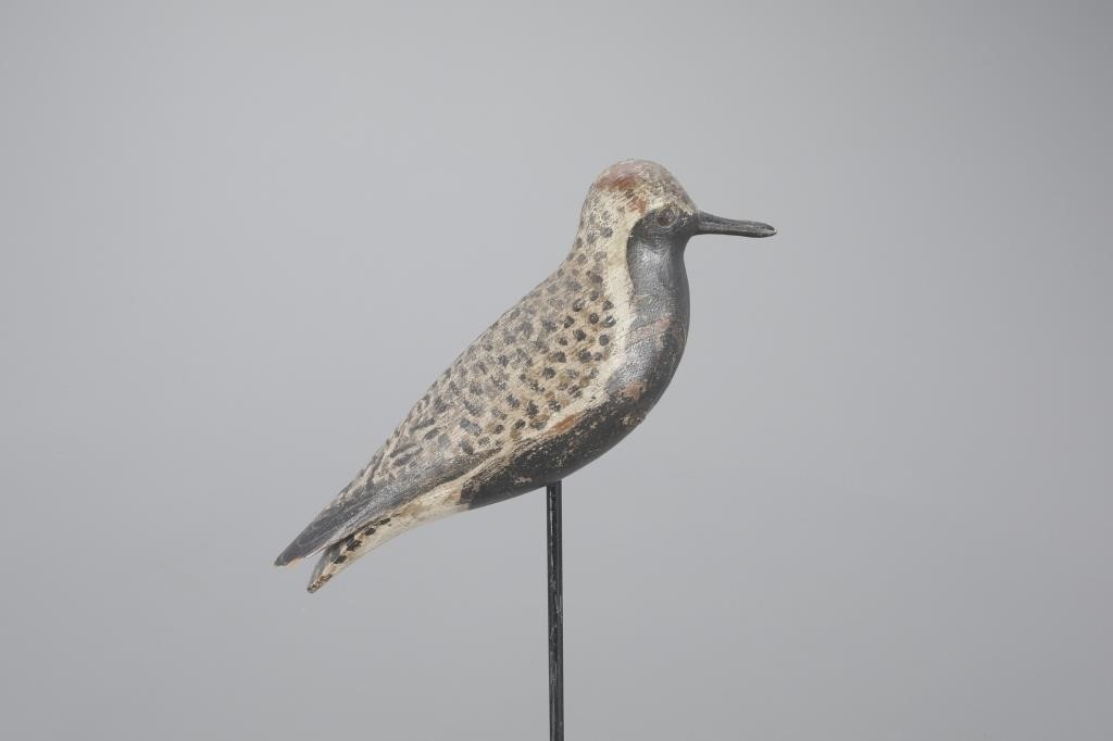 BLACK-BELLIED PLOVERA. Elmer