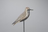 BLACK-BELLIED PLOVERA. Elmer C