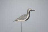BLACK-BELLIED PLOVERHarry V. S