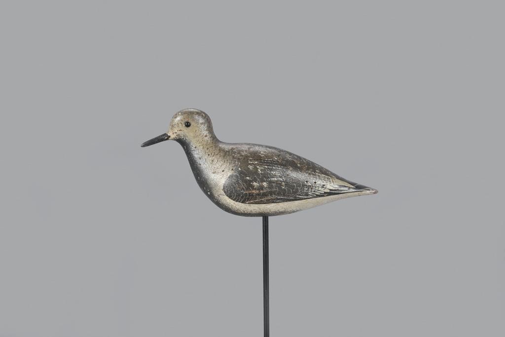 BLACK-BELLIED PLOVERJohn Dilley
