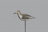 BLACK-BELLIED PLOVERJohn Dille