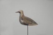 BLACK-BELLIED PLOVERJohn McAnn