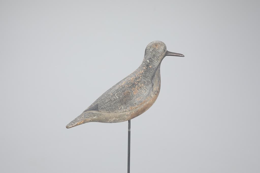 BLACK-BELLIED PLOVERObediah