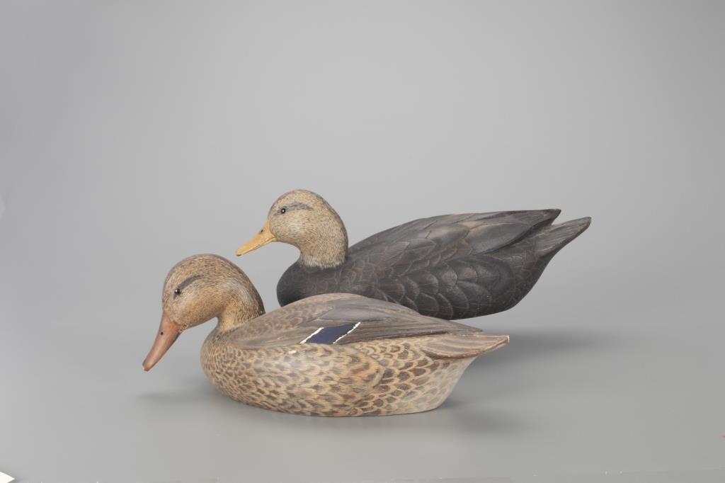 BLACK DUCK AND MALLARD HENc. 1970