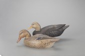 BLACK DUCK AND MALLARD HENc. 1