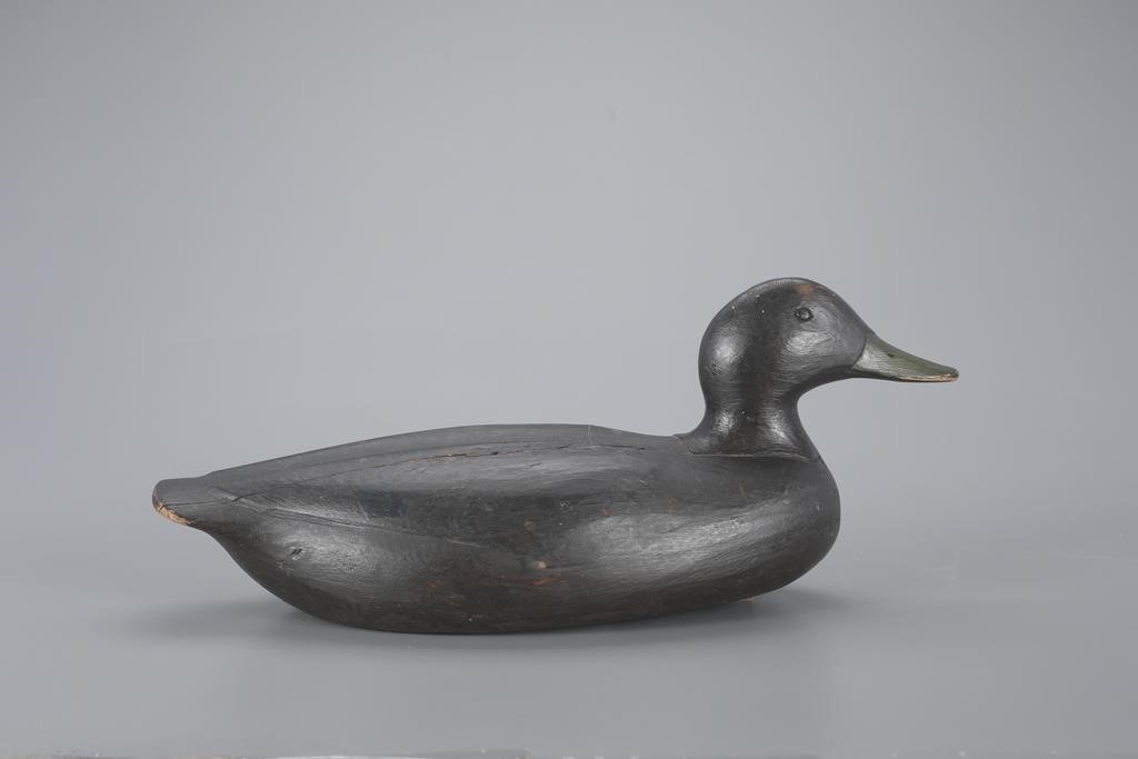 BLACK DUCKAugustus Aaron "Gus"
