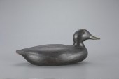 BLACK DUCKAugustus Aaron "Gus"
