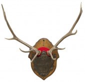 BLACK FOREST 10-POINT TROPHY M