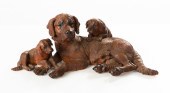 BLACK FOREST DOG GROUPING Attr