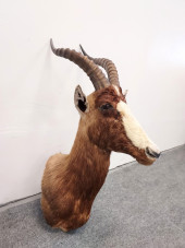 BLESBOK 33" TAXIDERMY MOUNT<br