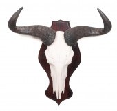 Blue Gnu Wildebeest skull moun
