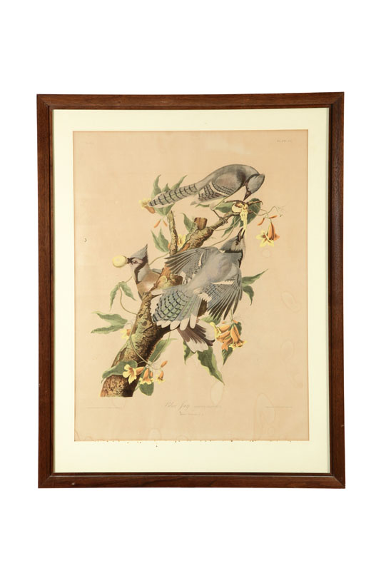 BLUE JAY AFTER JOHN JAMES AUDUBON