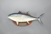 BLUEFIN TUNA MODEL1938
16 in.