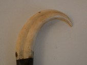 BOAR TUSK CANEAntique cane wit