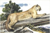 BOB KUHN (1920-2007)The Cougar