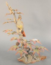 BOEHM "CRESTED FLYCATCHER" POR