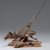 Boehm Road Runner and Lizard A