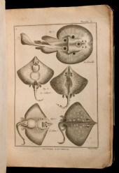 BONNATERRE: ENCYCLOPEDIC..KING