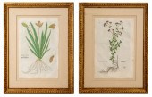 BOTANICAL HAND COLORED ENGRAVI