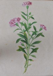 BOTANICAL OF A CARNATION, WATE