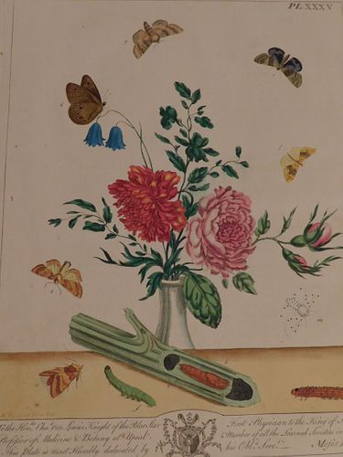 BOTANICAL PRINT BY MOSES HARRIS