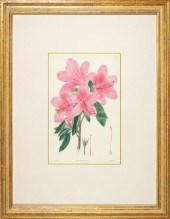 BOTANICAL PRINTS (lot of 4) Af