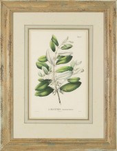 BOTANICAL PRINTSAntique Botani