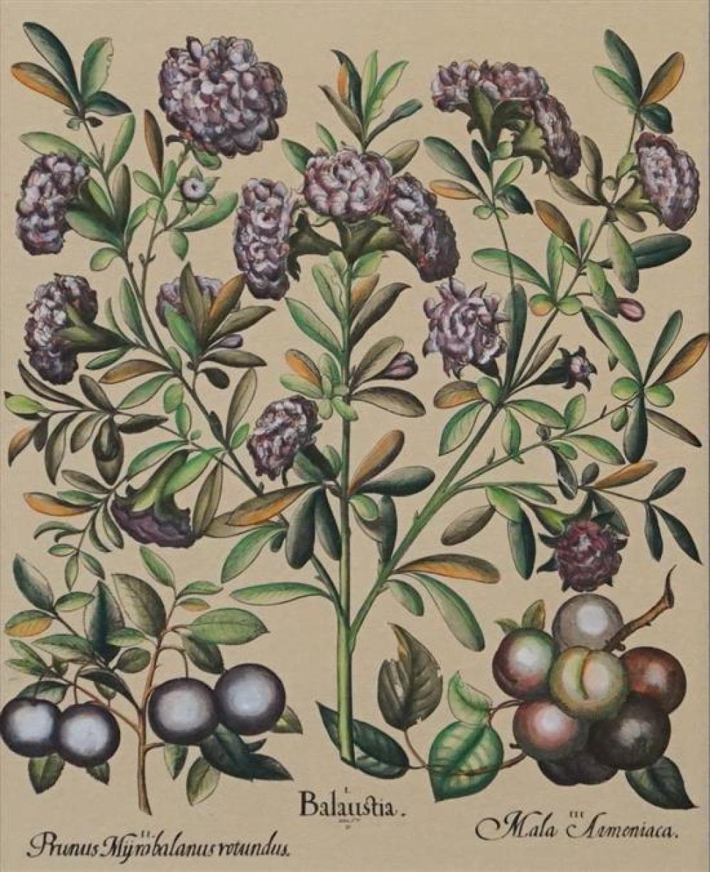 BOTANICAL STUDY: PLUMS, INK AND