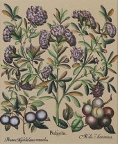 BOTANICAL STUDY: PLUMS, INK AN