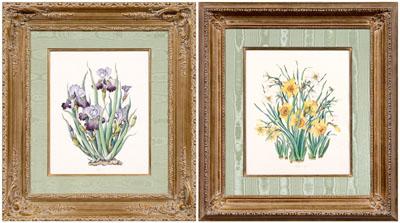 Botanical watercolors signed S.