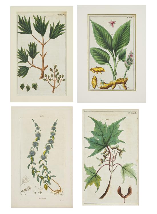 (BOTANY) A group of 19 botanical