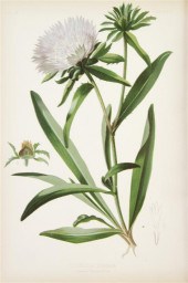 (BOTANY AMERICAN) MEEHAN THOMA