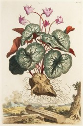 * (BOTANY DUTCH) MUNTING ABRAH
