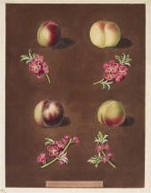 * (BOTANY ENGLISH) BROOKSHAW G