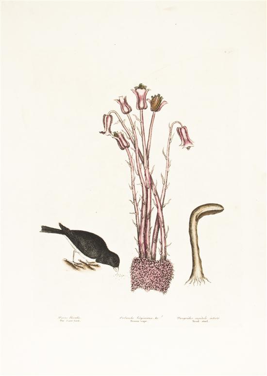 * (BOTANY ENGLISH) CATESBY MARC A